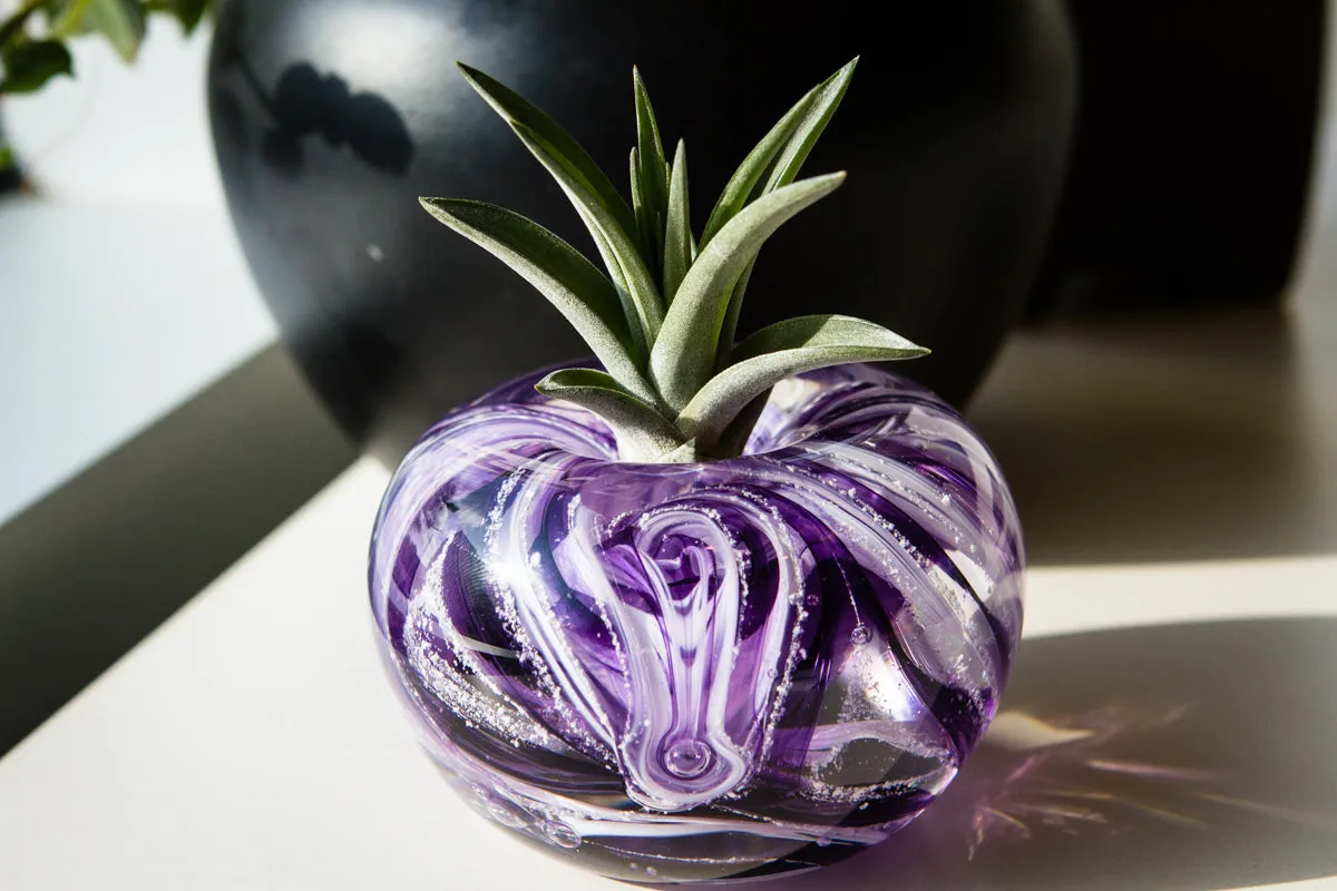 Medium Air Plant Memorial Planter with Cremains