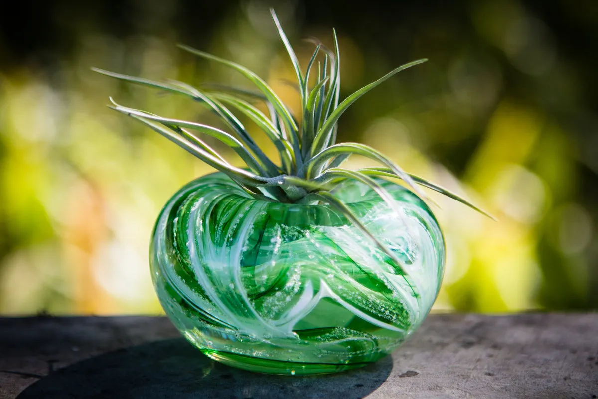 Medium Air Plant Memorial Planter with Cremains