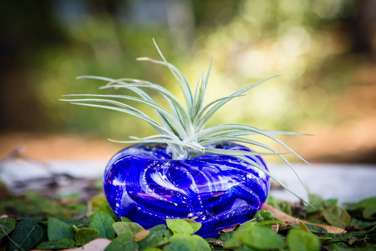 Medium Air Plant Memorial Planter with Cremains