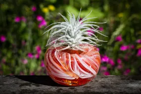 Medium Air Plant Memorial Planter with Cremains